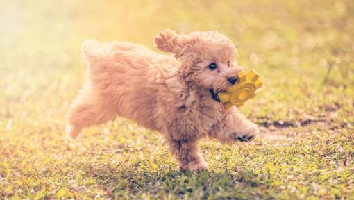 Toy sales poodle information